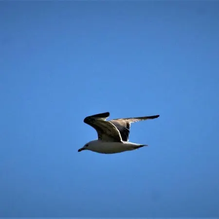 Sissy 2 شقة بوروس