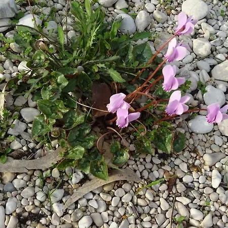 شقة Sissy 2 بوروس