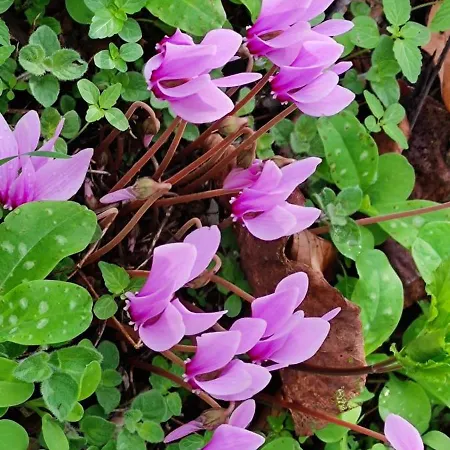 Sissy 2 شقة بوروس